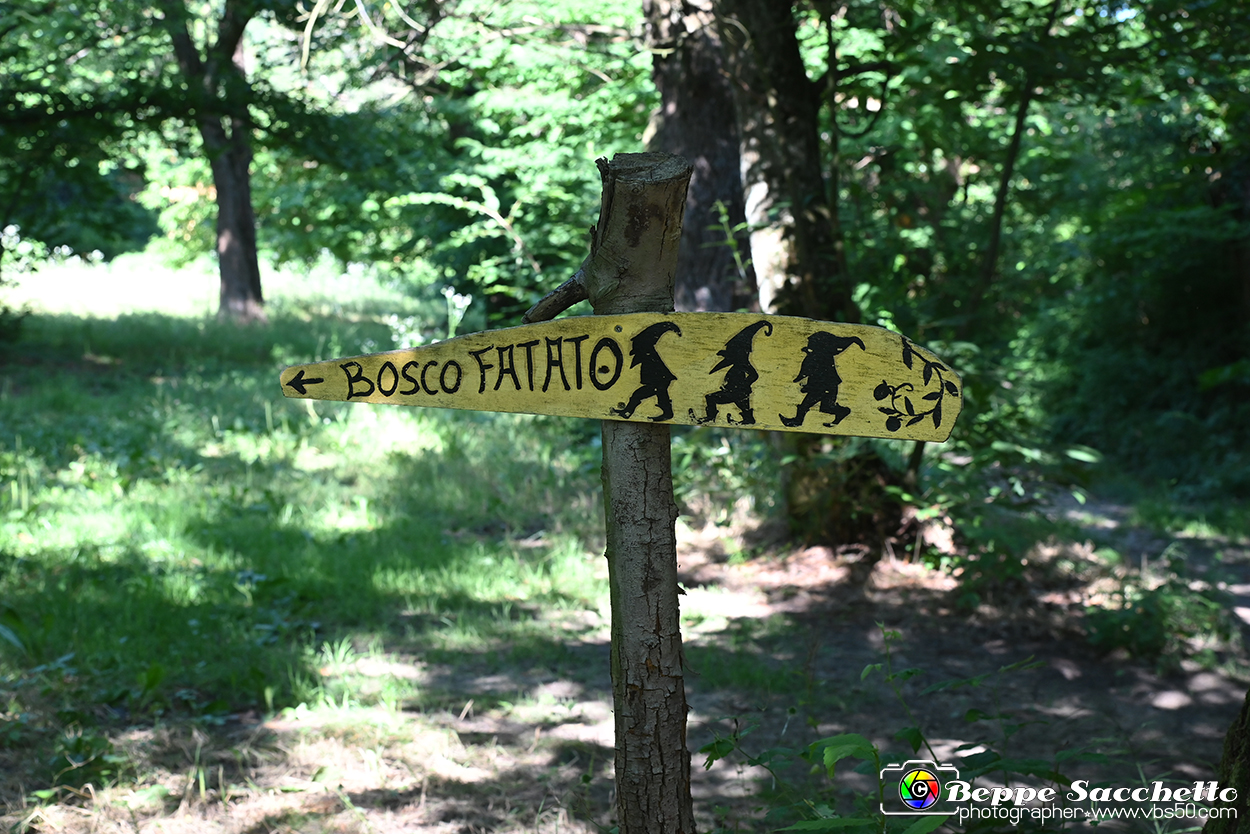 VBS_4801 - Il bosco fatato - Montaldo Roero.jpg